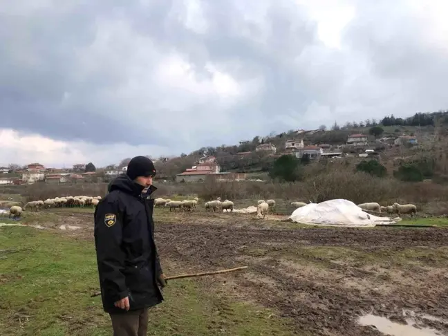 Küçükbaş Hayvancılık Kepsut'ta Yüzleri Güldürüyor