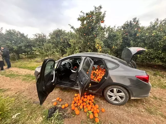 Mersin'de 500 Kilogram Portakal Hırsızlığı: Zanlı Tutuklandı