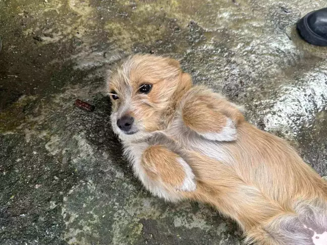 Zonguldak'ta Terk Edilen Köpeğe Komşuları Sahip Çıktı