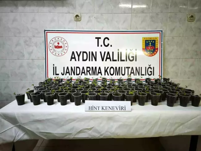 Didim'de Uyuşturucu Operasyonu: 130 Saksı Hint Keneviri Ele Geçirildi