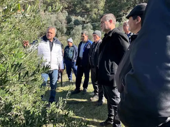 Köyceğiz'de Çiftçilere Budama Eğitimi Verildi