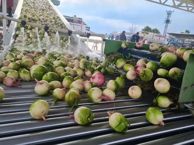 Osmaniye'de Türkiye'nin İlk Turp Paketleme Tesisi Kuruldu