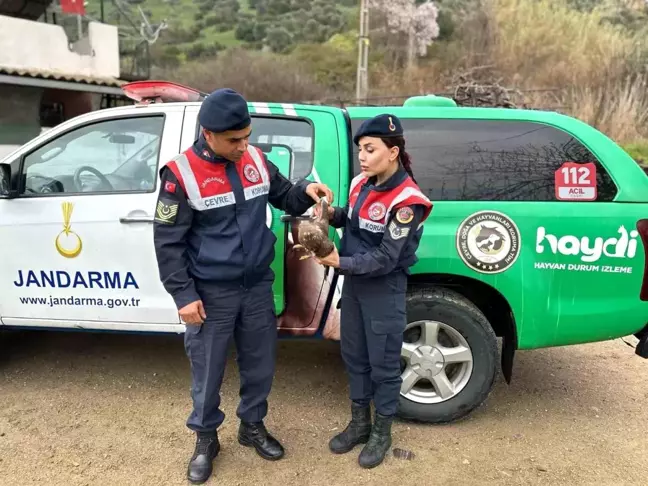 Yaralı Kızıl Şahin Doğa Koruma Ekiplerine Teslim Edildi