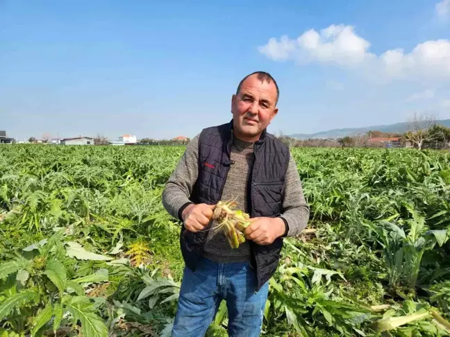 Urla'da Don Olayı Sakız Enginarı Üreticilerini Vurdu