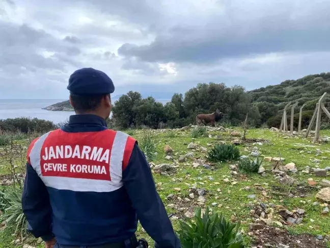 Dilek Yarımadası Milli Parkı'nda Çevre Koruma Denetimi