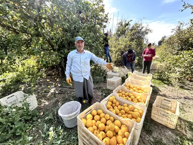 Hatay'da Çiftçiler Zirai Dondan Korunarak Limon Hasadı Yapıyor