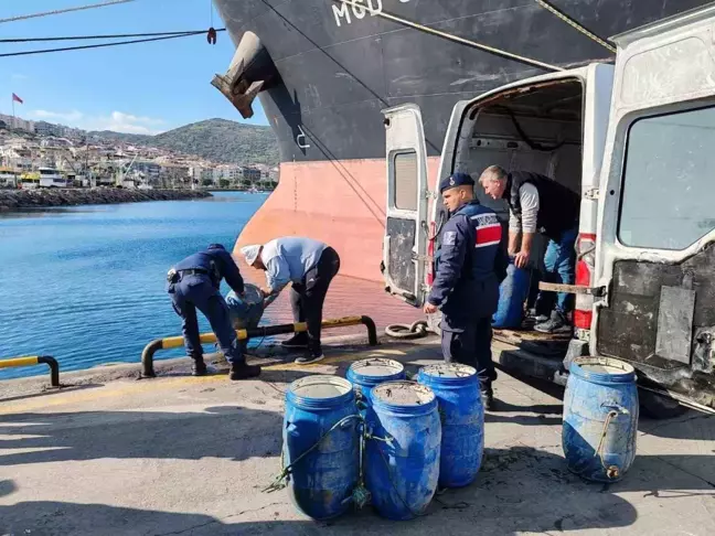 Dikili'de 600 Kilogram Kaçak Deniz Patlıcanı Ele Geçirildi