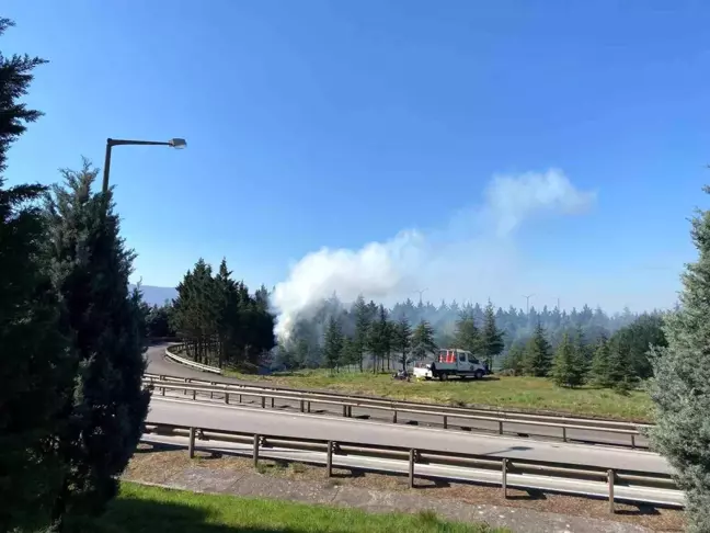 Kocaeli'de Ağaç Budama Çalışmaları Tepki Çekti