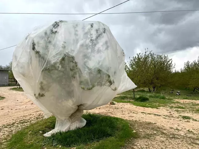 Malatya'da Kayısı Üreticileri Zirai Dondan Korunmak İçin Önlemler Alıyor