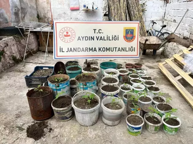Aydın'da Kenevir Operasyonu: 82 Kök Ele Geçirildi