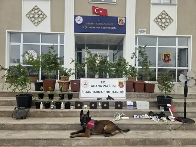 Adana'da Kenevir Yetiştiren 4 Zanlı Gözaltına Alındı