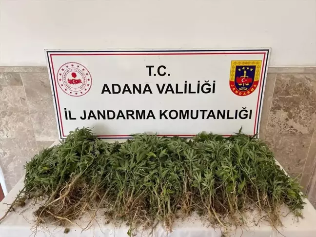 Adana'da Yasa Dışı Kenevir Operasyonu: 712 Kök Ele Geçirildi, 1 Gözaltı