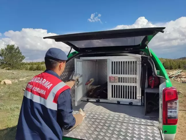 Karaman'da Yaralı Leylek Jandarma Tarafından Kurtarıldı