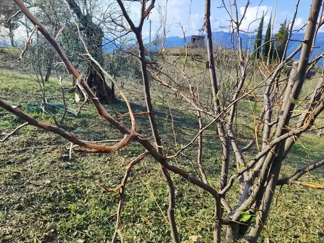Manavgat'ta Dolu Yağışı Meyve Ağaçlarına Zarar Verdi