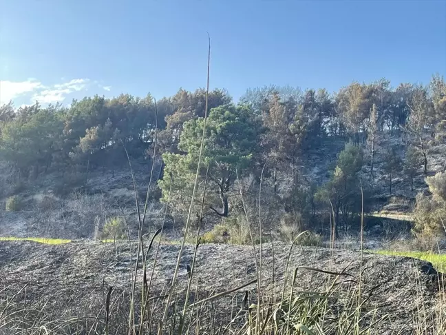 Muğla'da Tarım Arazisinde Çıkan Yangın Kontrol Altına Alındı