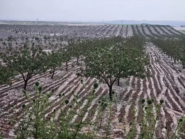 Şanlıurfa'da Dolu Felaketi Tarım Alanlarını Vurdu