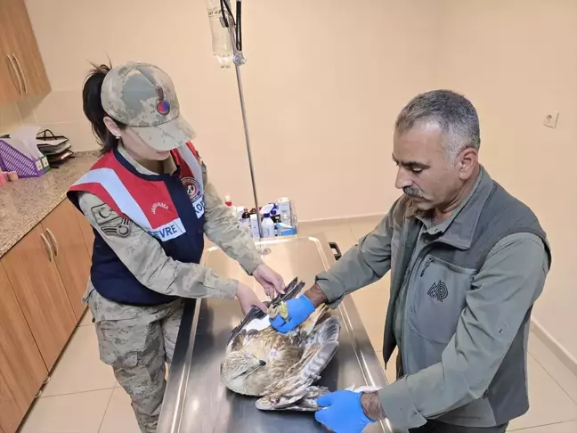 Yaralı Kartal Viranşehir'de Tedavi Altına Alındı