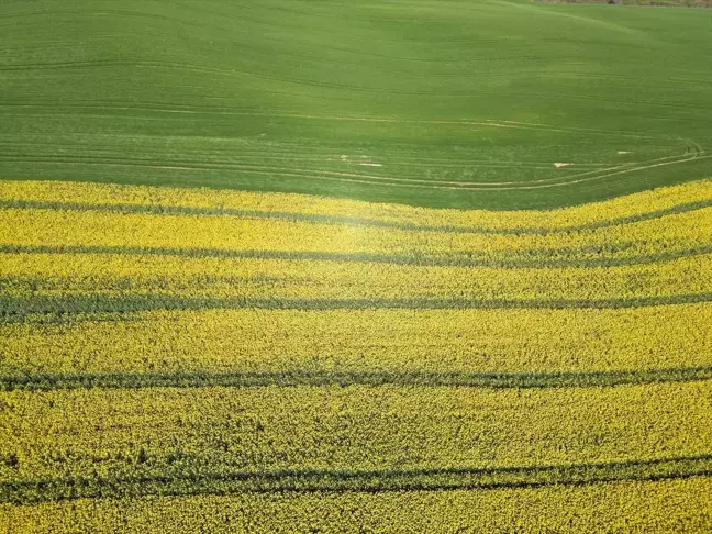Tekirdağ'da Kanola İlaçlamalarında Arılara Dikkat