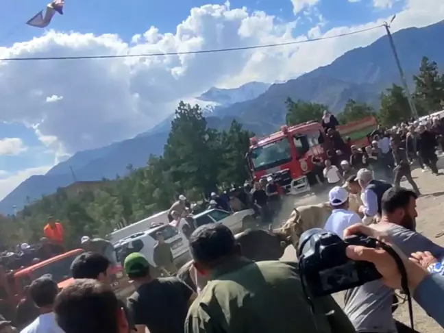Yusufeli Boğa Güreşlerinde Panik: Kontrolden Çıkan Boğalar Seyircilere Korku Dolu Anlar Yaşattı