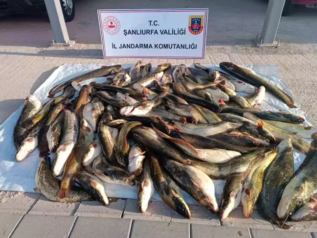 Şanlıurfa'da Kaçak Balık Avına Ceza