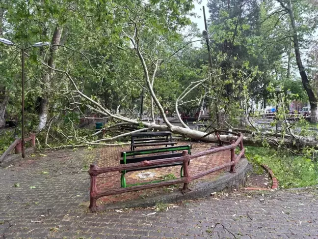 Osmaniye'de Fırtına Tarihi Çınar Ağacını Kırdı