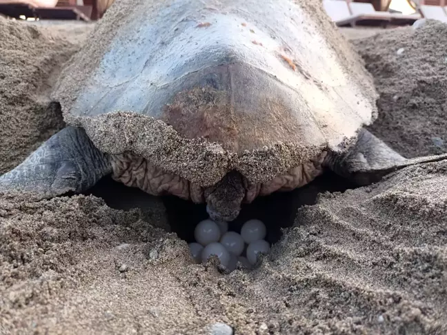 Belek Kumsalında Caretta Caretta'ların İlk Yuvaları Oluştu