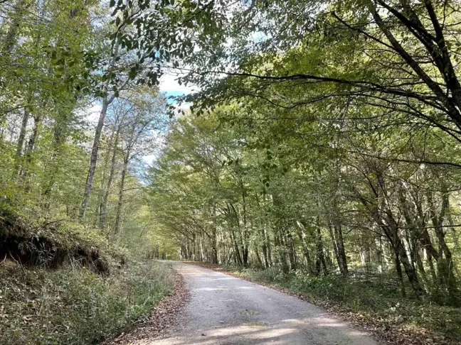 Kırklareli'nde Ormanlık Alanlara Giriş 177 Gün Süreyle Yasaklandı