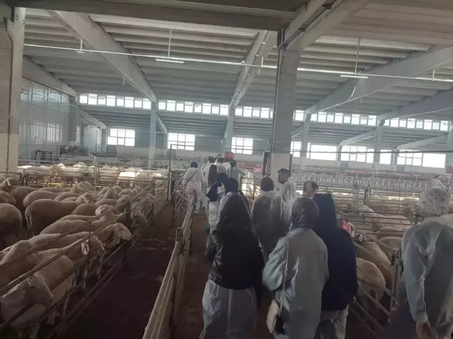 Üniversite Öğrencileri Hayvan Yetiştiriciliği Eğitim Aldı