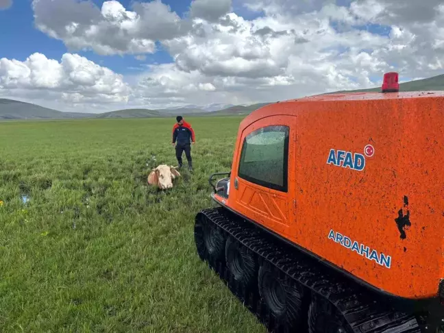 Ardahan'da Bataklığa Saplanan İnek Kurtarıldı
