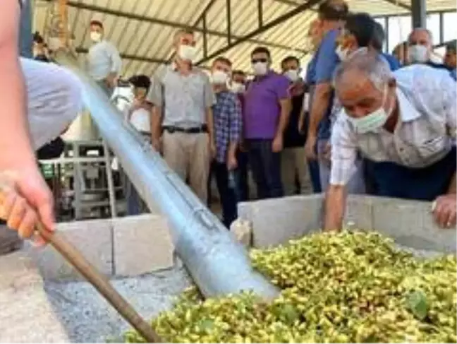 Mut'ta Antep Fıstığı hasadına başlandı