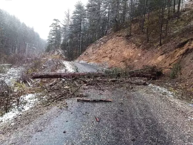 Kastamonu'da Devrilen Ağaç Köy Yolunu Kapattı