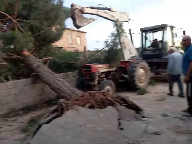 Gaziantep'te Fırtına: Antep Fıstığı Ağaçlarına Zarar Verdi