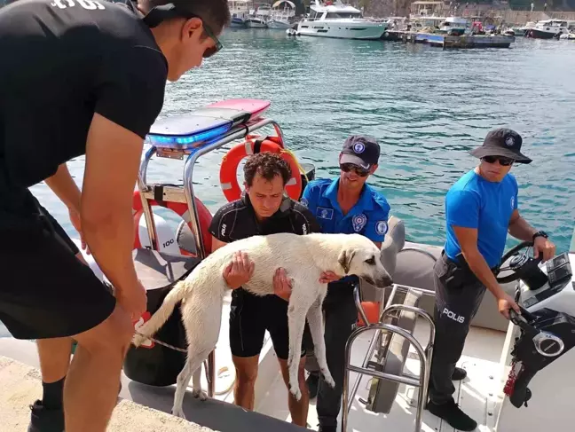 Antalya'da Mahsur Kalan Sokak Köpeği Deniz Polisi Tarafından Kurtarıldı