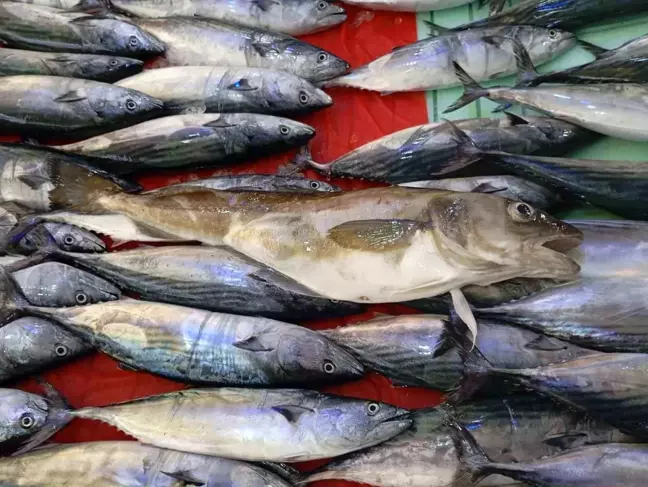 Ordu'da 1 Kilogramlık Mezgit Balığı Bulundu