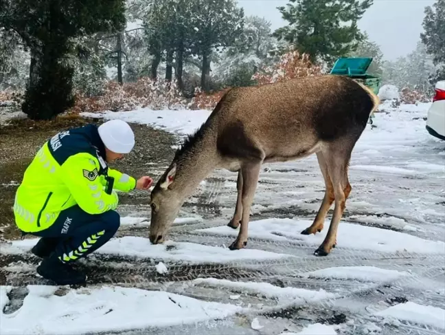 Salda Gölü Çevresinde Kızıl Geyikler Görüntülendi