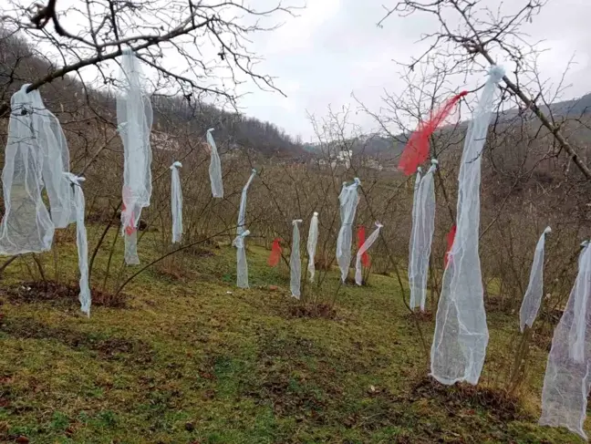 Fındık Üreticisi Yılbaşında Bahçesini Süslüyor