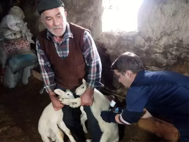 Afyonkarahisar'da Küçükbaş Hayvanlar için Aşılama Çalışmaları Başladı