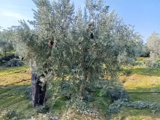 Manisa'nın Sarıgöl ilçesinde zeytin ağaçlarının budama işlemleri başladı