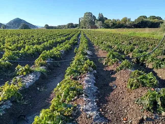 Datça'da Patates Üreticileri Don Tehlikesiyle Karşı Karşıya