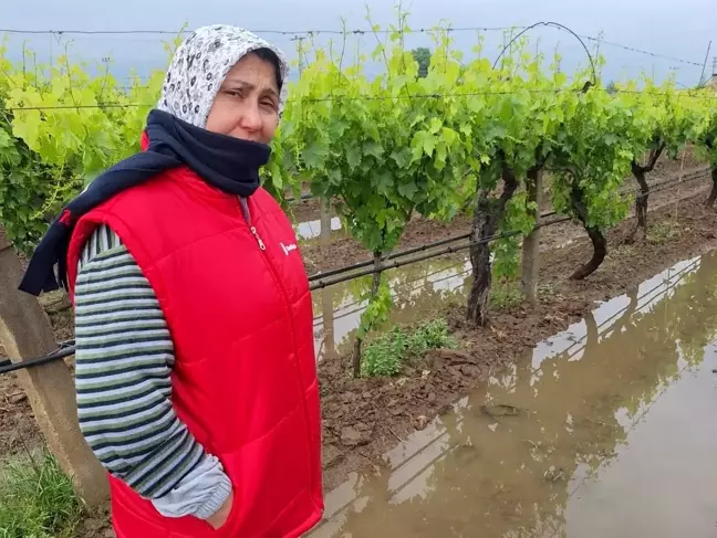 Manisa'da Yağmurlar Üzüm Bağlarına Can Verdi