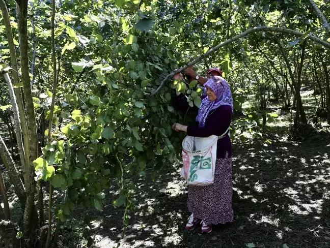 Giresun'da Fındık Hasat Şenliği Düzenlendi