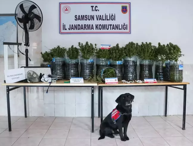 Samsun'da Uyuşturucu Üreten Şüpheli Gözaltına Alındı