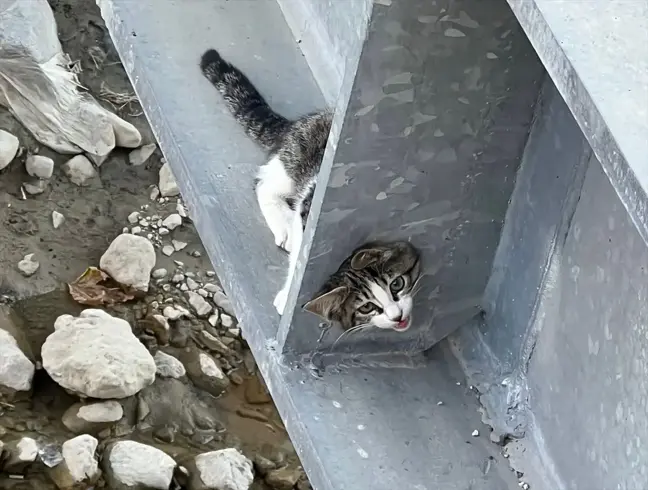 İskilip'te Yaya Köprüsünde Sıkışan Kedi İtfaiye Tarafından Kurtarıldı