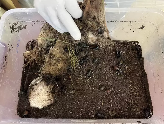 Kumluca'da Orman Zararlılarıyla Biyolojik Mücadele Başlatıldı