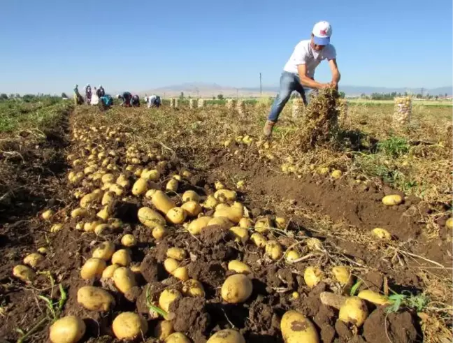 Sandıklı'da Patates Ekim Alanı Yüzde 40 Azaldı