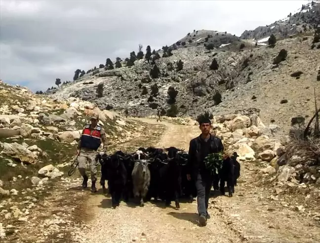 Kahramanmaraş'ta Ahırdan Kaçan Keçiler, Güvenlik Kameralarına Yakalandı