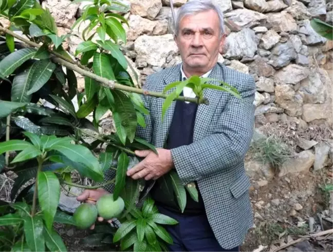 12 mango ağacı 45 bin lira kazandırdı