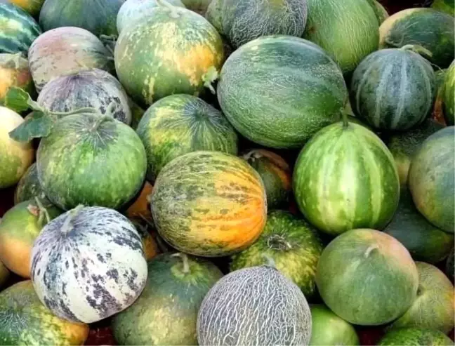 Uşak'ın Karahallı Kavunu Ark of Taste Listesine Kabul Edildi