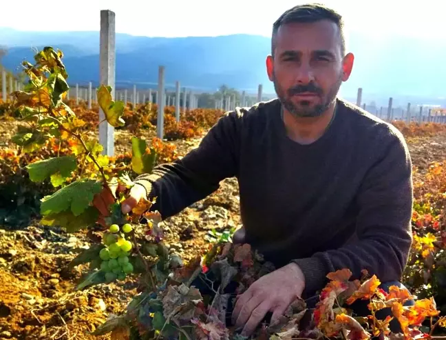 Manisa'da Erken Ürün Verimi: Üzüm Asması Mayıs'ta Üzüm Salkımı Verdi