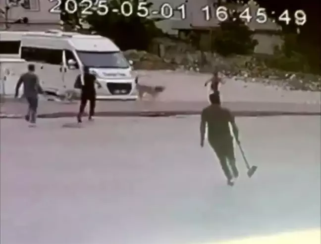 Sokak Köpekleri Çocuğa Saldırdı: Esnaf Kurtardı
